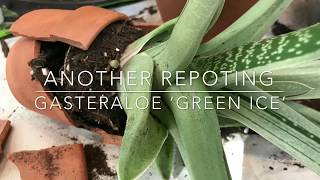 Gasteraloe ‘Green Ice’ Repotting [upl. by Anatollo232]