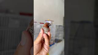 Scaly brested munia or bangles finch pair [upl. by Chill]