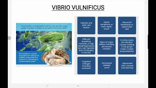 Vibrio Vulnificus [upl. by Mcfarland981]