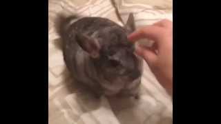 chinchilla wagging his tail [upl. by Durwyn352]