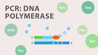 2 Polymerase Chain Reaction PCR  DNA Polymerase [upl. by Imefulo]