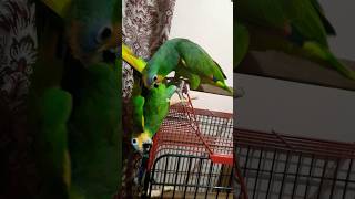 Orange winged amazonparrot playful funny youtubeshort cute [upl. by Stochmal]