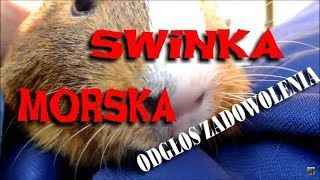 Swinka morska ciche odgłosy zadowolenia [upl. by Digirb]