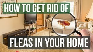 How to Get Rid of Fleas in Your Home 3 Easy Steps [upl. by Aliled]