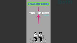 Enzyme shorts ytshortsindia youtubeshorts enzymes science biology pritiduhanofficial like [upl. by Ahsyt]