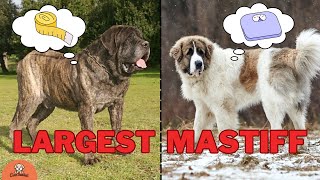 Which Mastiff Breed is Right for You [upl. by Eletnahs591]