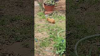 Guinea Pigs australiaguineapigsviralshorttrendingshorts [upl. by Nonnaihr]