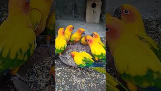 Sun conure good looking parrot birdsvideoshortsviral [upl. by Eveneg921]