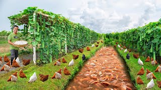 Creative Methods to Grow Organic Vegetables on a Freerange FarmHarvesting fresh organic vegetables [upl. by Gnos198]