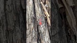 Boxelder bug Boisea trivittata found on abandoned railroad track bugslife love viralvideo vlog [upl. by Lipcombe]