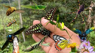 hunting insects around us [upl. by Oswin617]