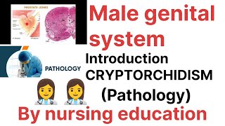 PathologyMale genital system Introductioncryptorchidism Bsc nursing [upl. by True]