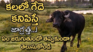 Kalalo Buffalo Kanipisthe  Kalalu Vati Phalithalu  Laxmi Devotional [upl. by Adnyc]