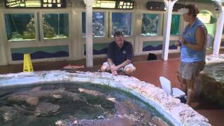 Key West Aquarium  sharks rays groupers [upl. by Bowra783]