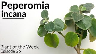 How To Care For Peperomia incana  Plant Of The Week Ep 26 [upl. by Jerrol]