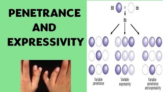 Penetrance and Expressivity  Genetics [upl. by Aitsirt]