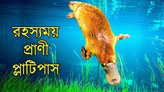 যে অদ্ভুত প্রাণী প্লাটিপাস বিজ্ঞানীদের অবাক করেছিল  Strange Animal Platypus Made Scientist Confused [upl. by Malinowski670]