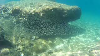 Snorkeling between thousands of fish in Kamenjak coast of Istria Croatia [upl. by Giselbert]