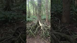 myristica swampskerala fresh water swamps western ghats [upl. by Johm706]