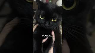 The Truth About Black Cats 🐱✨ [upl. by Nabi]