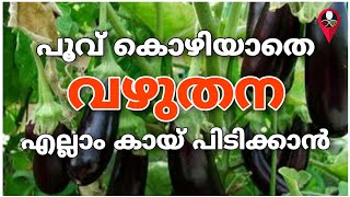 Vazhuthananga krishi  Brinjal cultivation in malayalam  vazhuthana farming  Prs kitchen krishi [upl. by Nahtnamas]