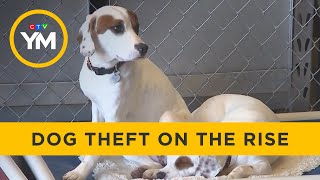 Dog Theft on the Rise  Your Morning [upl. by Aikehs796]