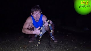 Venomous Snakes amp Buddhist Bat Cave in Thailand [upl. by Tyne577]