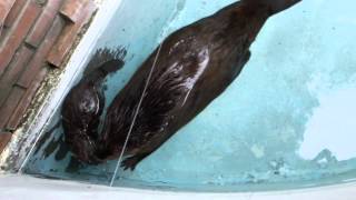 Baby American beaver play in the water with mom水中で遊ぶアメリカビーバー母子。 [upl. by Forster]