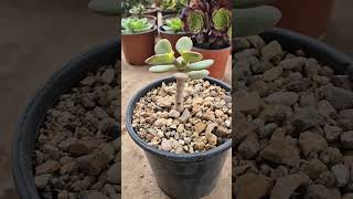 how to prune jade plants into tiny tree [upl. by Ardnosac]