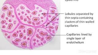 Cancer How Cancer Starts How Cancer Spreads Where and Why Animation [upl. by Lleumas]