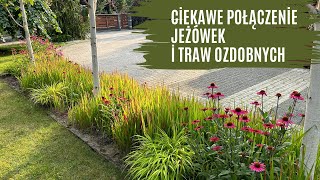 Ciekawe nietypowe połączenie jeżówek i traw ozdobnych [upl. by Azeel]