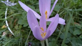 Classical melodies in flowers  Пізньоцвіт осінній  Colchicum autumnale [upl. by Nenad]