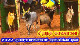 சிறந்த காளைகள் 2022 குமாரபாளையம் ஜல்லிக்கட்டில் Kumarapalayam Best Kalai 2022 [upl. by Denni]