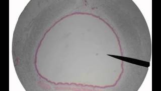 respiratory histologyavi [upl. by Teragramyram419]