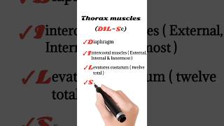 thorax muscles anatomy [upl. by Tawsha]