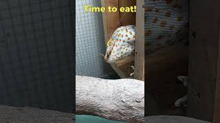 Tokay Gecko Sound And Feeding The Gecko phucsanimalhouse tokaygecko animalsounds [upl. by Wadell]