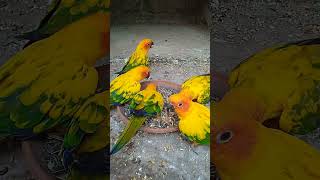 Sun Conure beautiful parrot birdssun conure good looking birdsshortsviralvideobirds [upl. by Truitt]