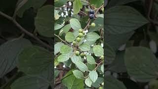 Ziziphus oenopolia fruits Khai Jao Khai Jao [upl. by Ymirej459]