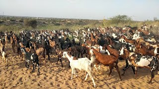 The Great Migration Thousand of Goats Journey from Jungle to Village viralvideo [upl. by Lamek]