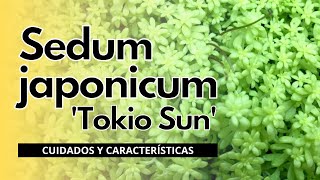 Sedum japonicum Tokio Sun 💛  Cuidados y Características [upl. by Enylcaj]