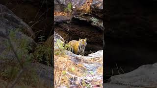 Panthera tigris🐯 nature wildlife in MP [upl. by Karlik]