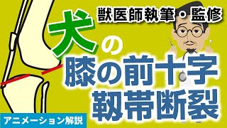 犬の膝の前十字靱帯断裂について【獣医師執筆監修】症状・原因・好発品種・予防方法・治療方法 [upl. by Annaeerb]