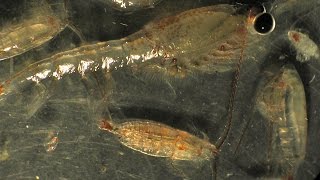 VOS318 Full Episode  Zooplankton in The Deep Sea [upl. by Mckenzie784]