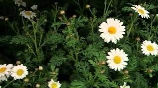 Argyranthemum frutescens [upl. by Alyakcm]