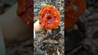 Immersive picking of wild edible mushrooms on rainy days [upl. by Walli]