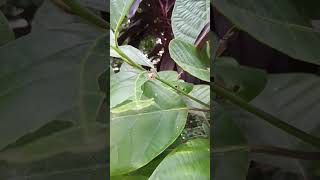 Leaves plants shortvideo [upl. by Hirst344]