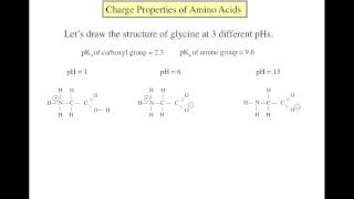 Amino acid basics [upl. by Moule]