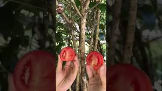 gardening garden fruit satisfying plants gardeningtips osmanthus propagatelemontree [upl. by Anial]