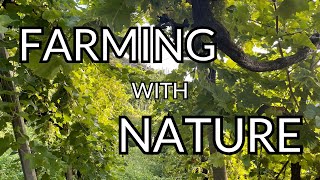 Demystifying BIODYNAMIC WINE and Farming [upl. by Epuladaugairam]