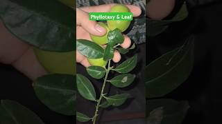 Alternate Phyllotaxy amp pinnate leaf Practically  morphology neet pw biology [upl. by Retsbew]